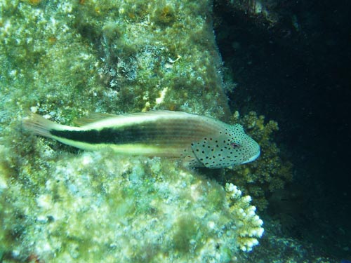 forster's hawkfish 2.jpg